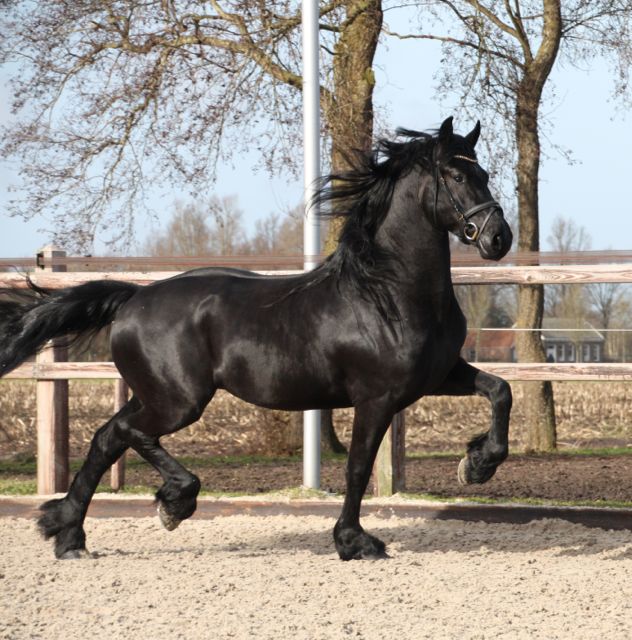Fries paard te koop Rimmer