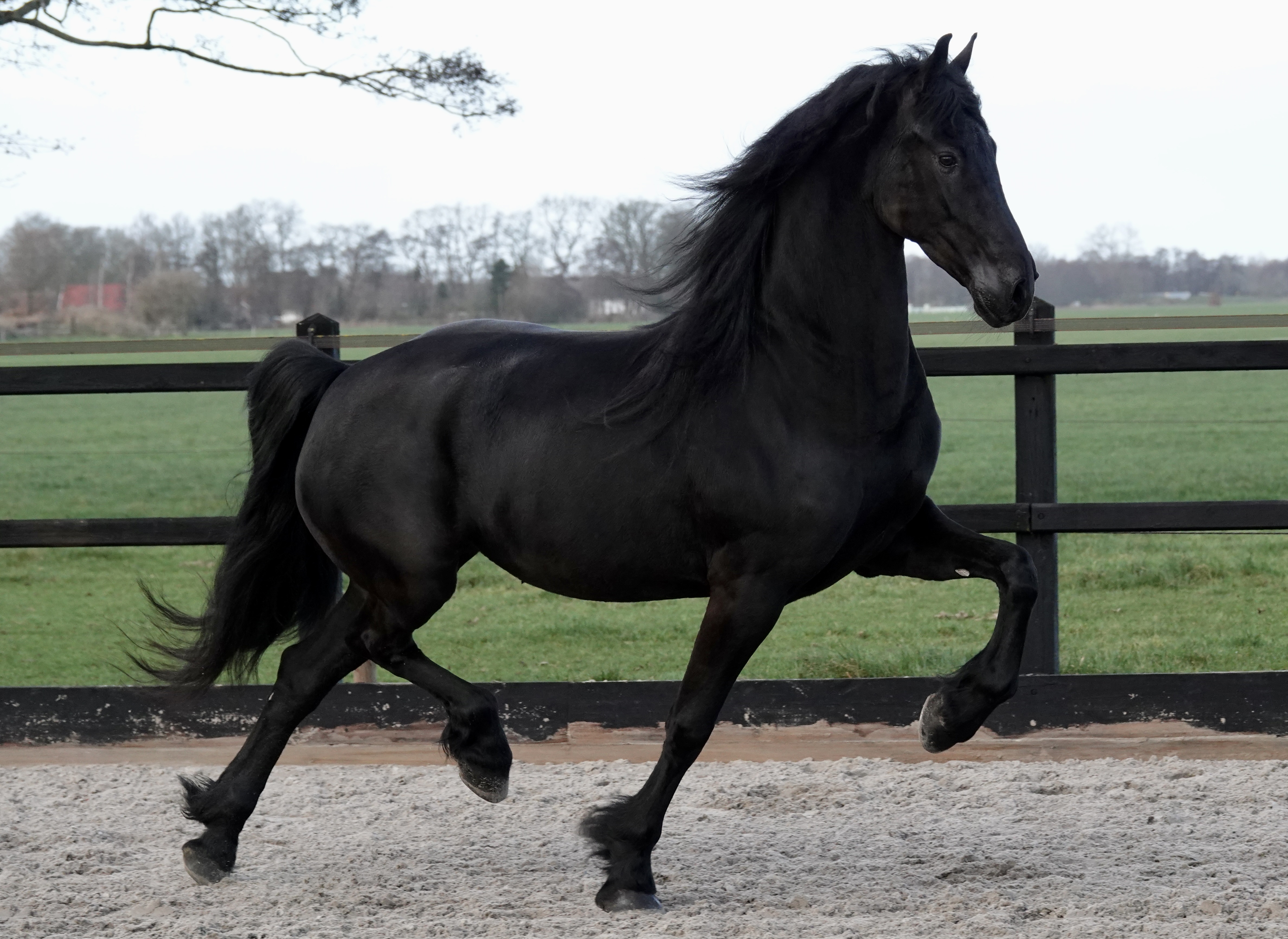 Friese ster merrie Sanne LW Auwert x Gjalt