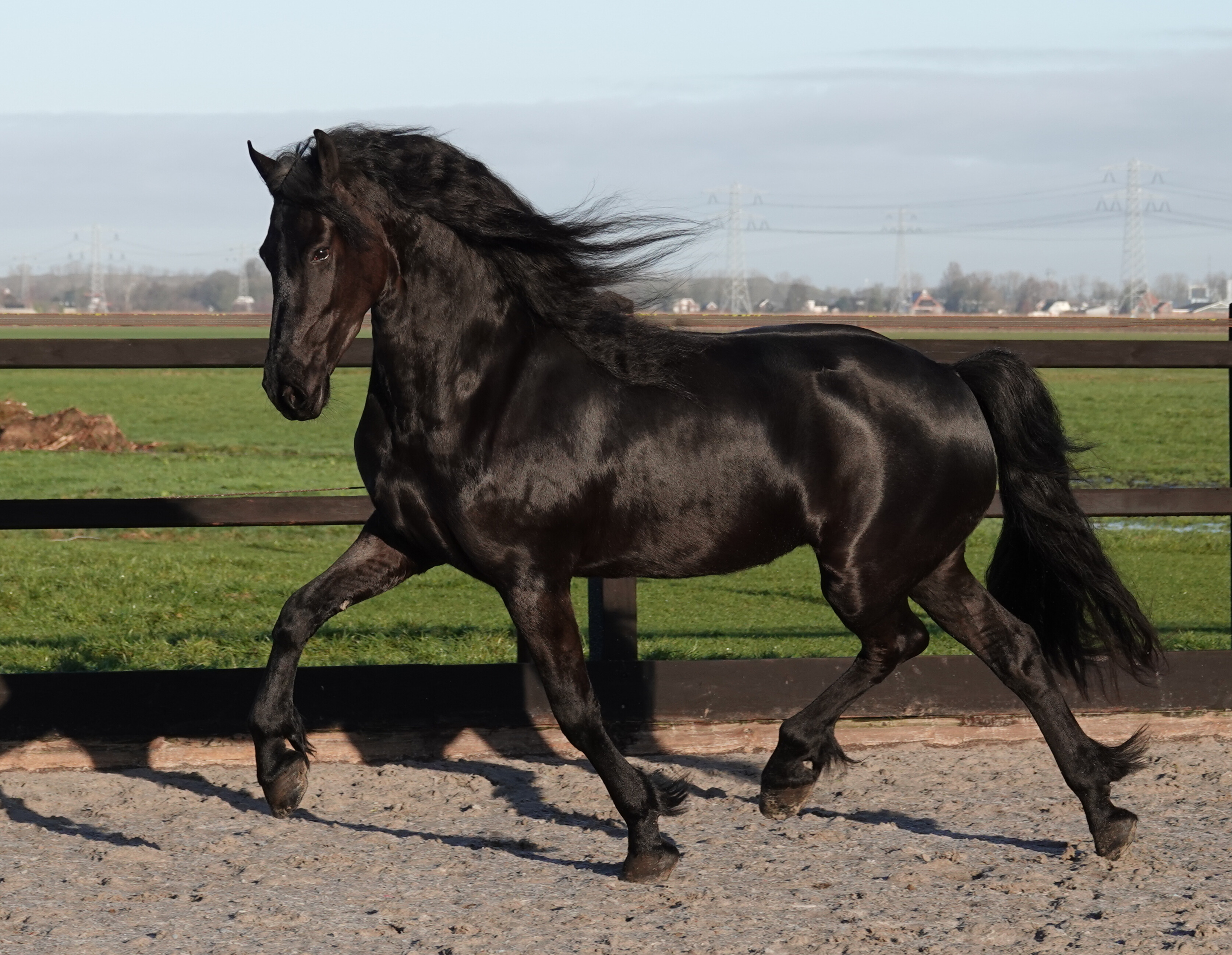 Friesian mare Teske Stal Sibma