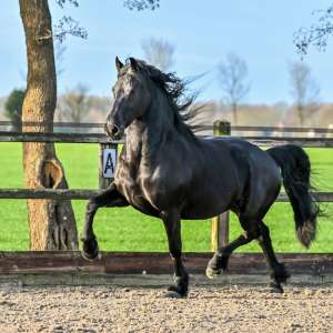 Mare fan Stal Sibma STER
