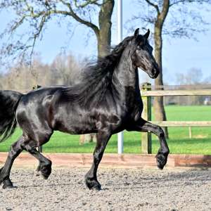 Jeppe Jeppe