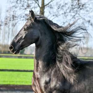 Jeppe Jeppe