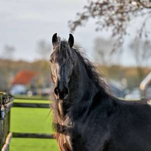 Jeppe Jeppe