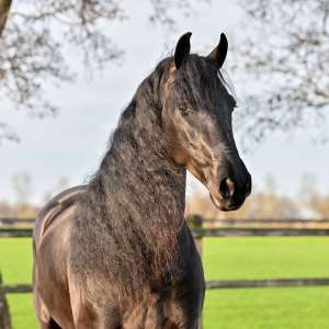Jeppe Jeppe