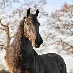 Jeppe Jeppe
